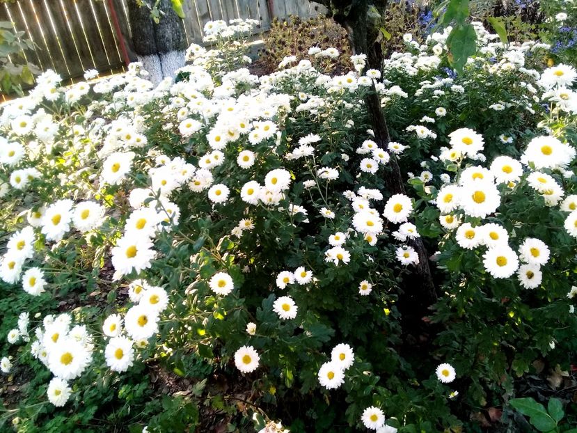  - Crezanteme 2014-prezent