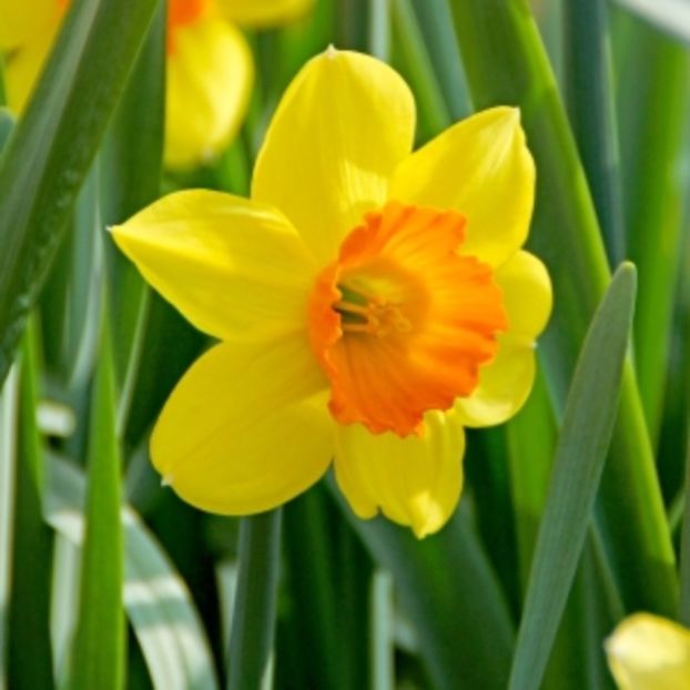 NarcissusLoveday - 2020 xxx NARCISE Colectia