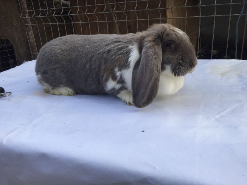 femela 8 luni-6 kg - femela 8 berbec lila mantulat