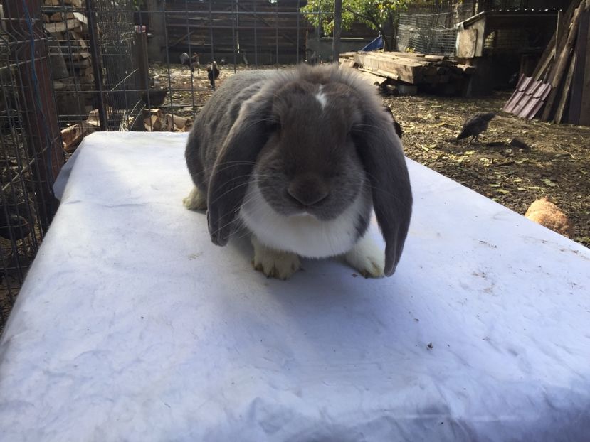  - femela 8 berbec lila mantulat