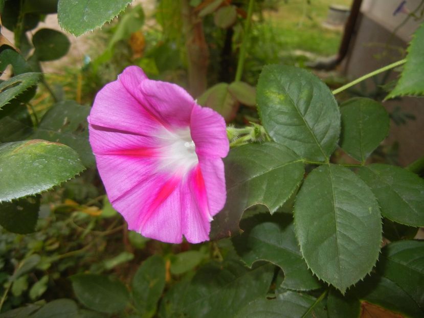 Morning Glory_Ipomoea (2017, Sep.20) - ZORELE Ipomoea