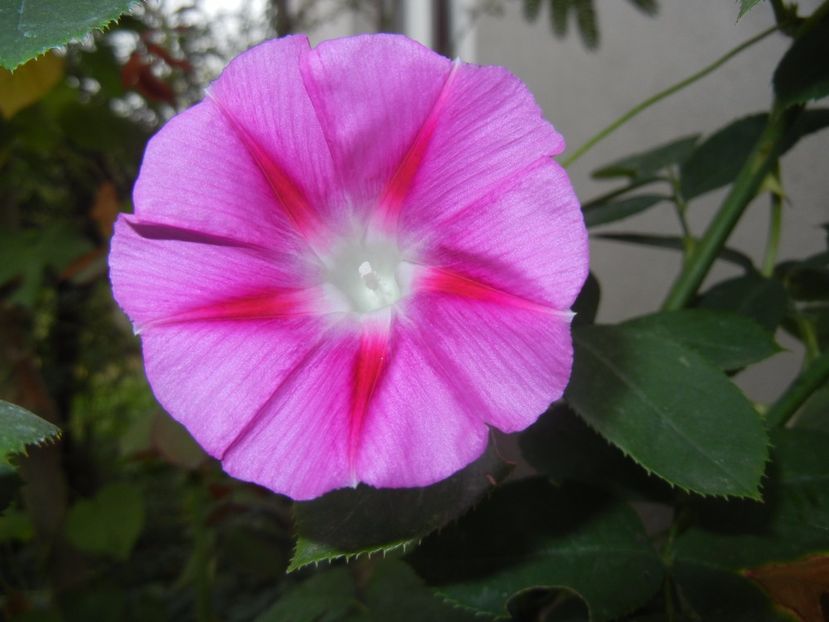 Morning Glory_Ipomoea (2017, Sep.20) - ZORELE Ipomoea