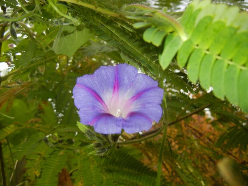 Morning Glory_Ipomoea (2017, Oct.15) - ZORELE Ipomoea