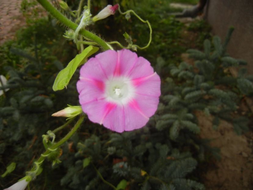 Morning Glory_Ipomoea (2017, Oct.15) - ZORELE Ipomoea