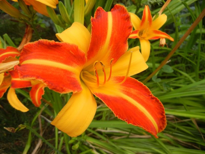 Hemerocallis Frans Hals (2017, Jul.14) - Hemerocallis Frans Hals