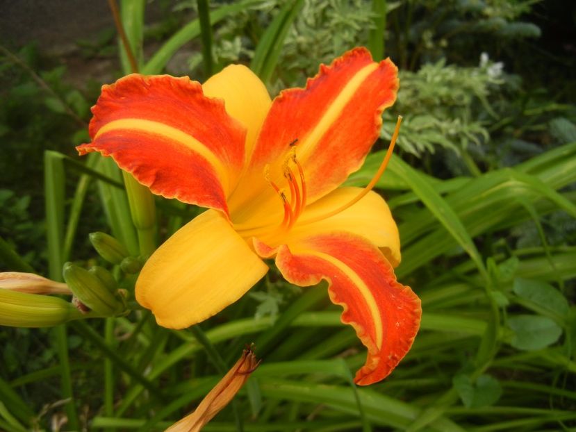 Hemerocallis Frans Hals (2017, Jul.14) - Hemerocallis Frans Hals