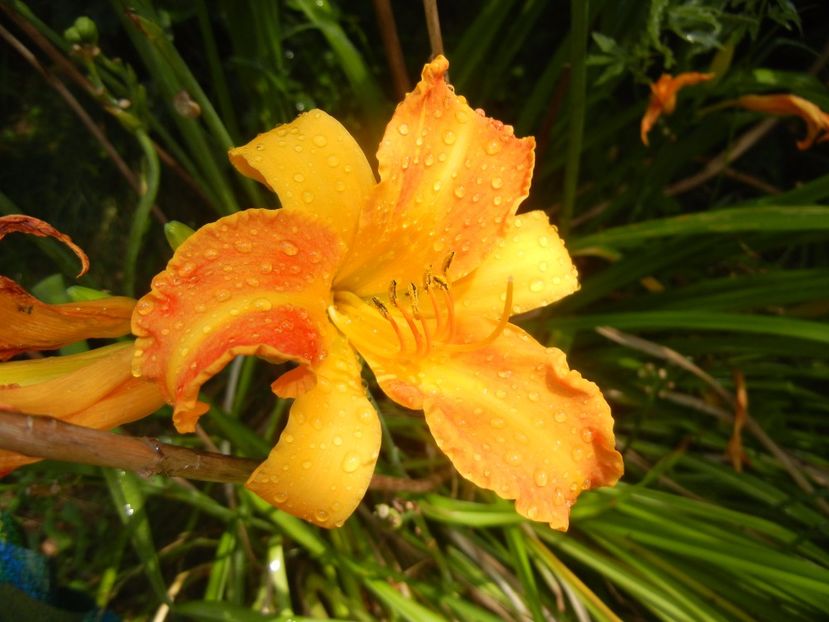 Hemerocallis Frans Hals (2017, Aug.09) - Hemerocallis Frans Hals