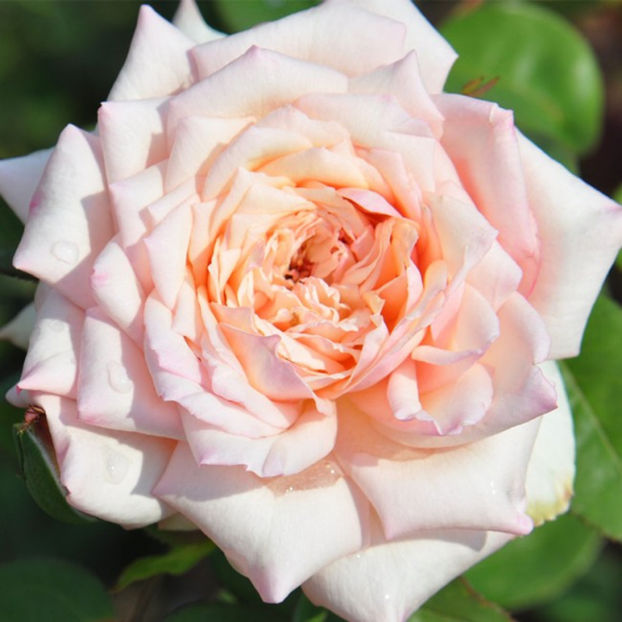 tipsyimperialconcubine - Wish list