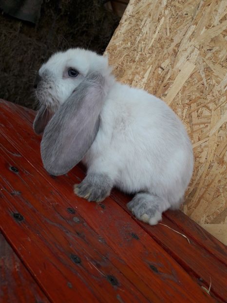  - 1_1mascul_sallander