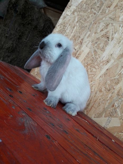  - 1_1mascul_sallander