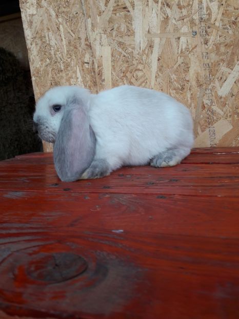  - 1_1mascul_sallander