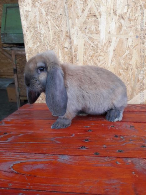  - 0_6 femela_thuringer