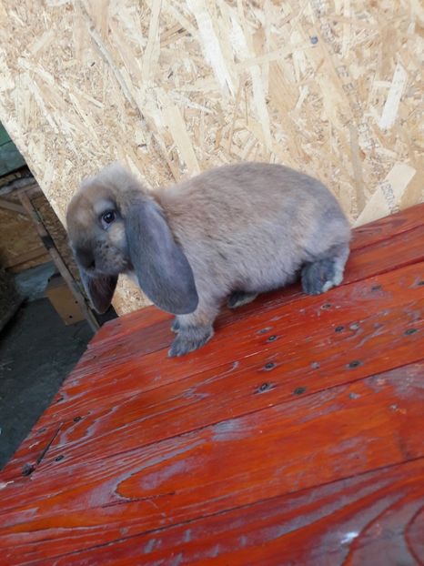 20171016_182710(0) - 0_6 femela_thuringer