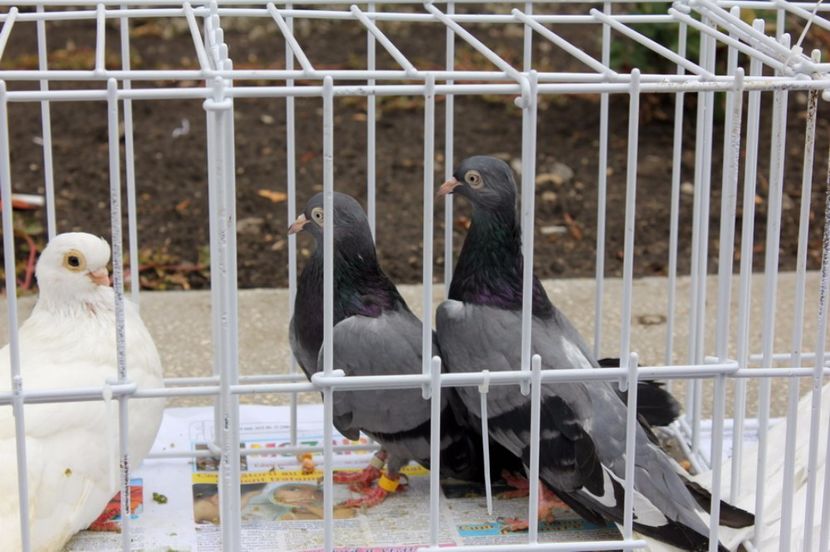  - Hramul Chisinaului 2017