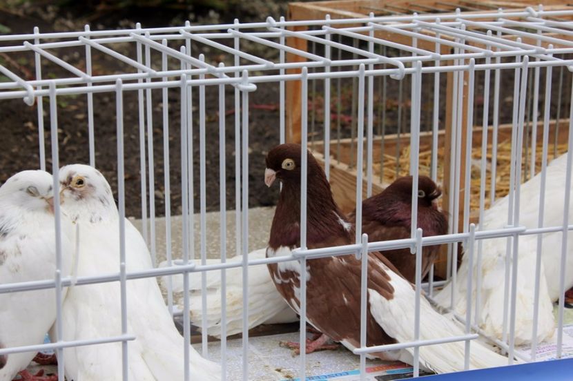  - Hramul Chisinaului 2017