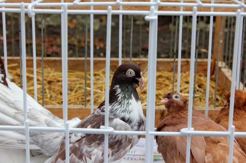  - Hramul Chisinaului 2017