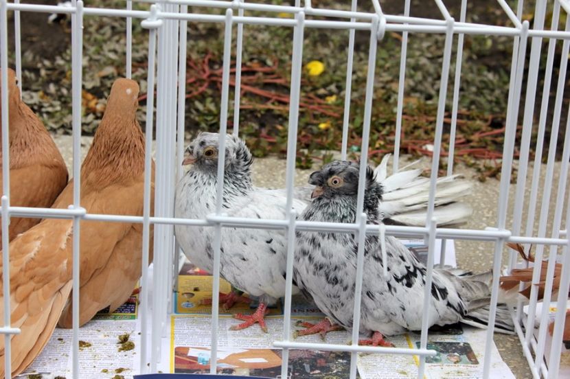  - Hramul Chisinaului 2017