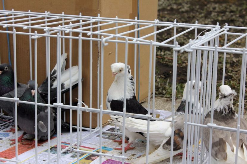  - Hramul Chisinaului 2017