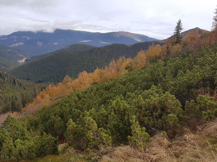 Culorile toamnei - Octombrie 2017 in M-tii Calimani