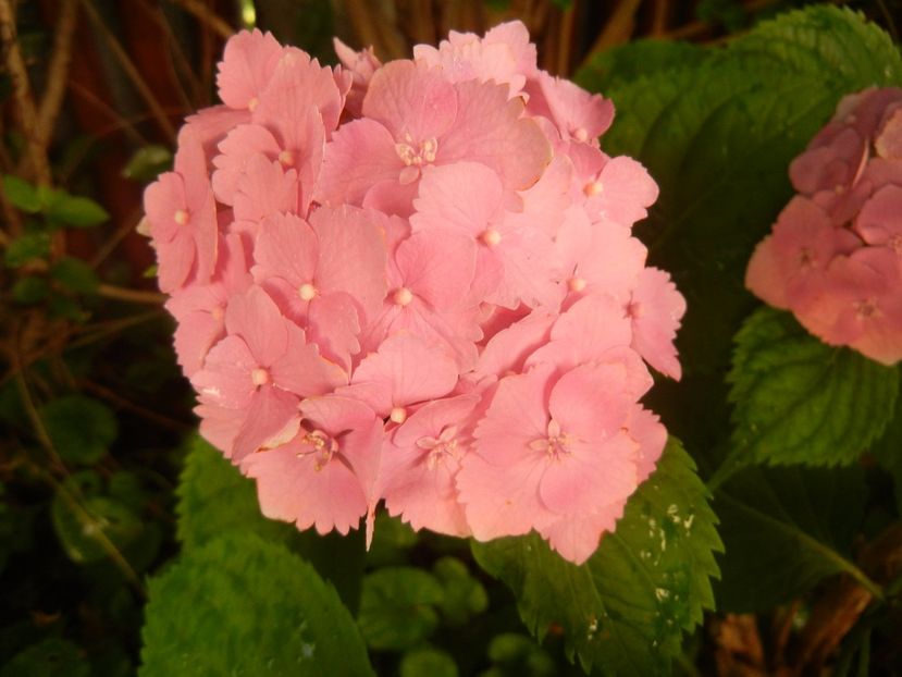 Hydrangea macrophylla (2017, July 06) - HYDRANGEA Hortensia