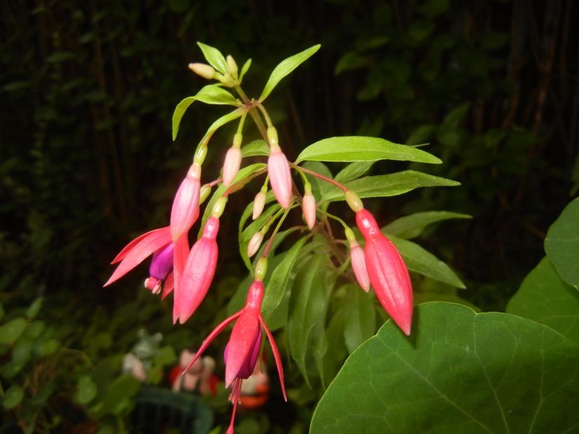 Fuchsia magellanica Gracilis (17, Jul.28) - Fuchsia magellanica Gracilis