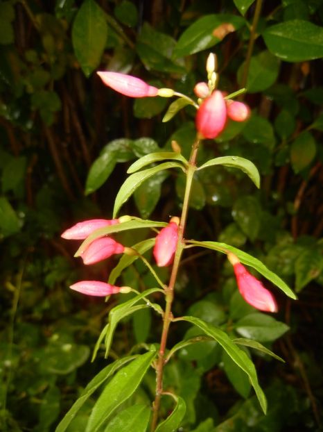 Fuchsia magellanica Gracilis (17, Aug.09) - Fuchsia magellanica Gracilis