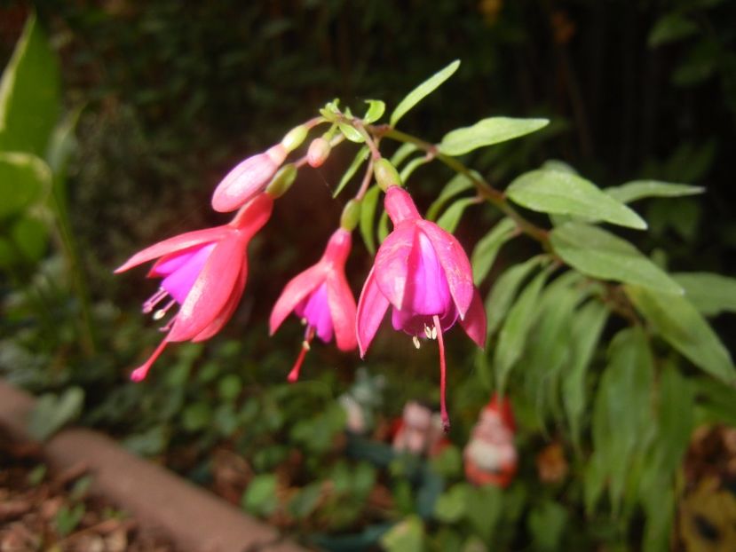 Fuchsia magellanica Gracilis (17, Sep.12) - Fuchsia magellanica Gracilis