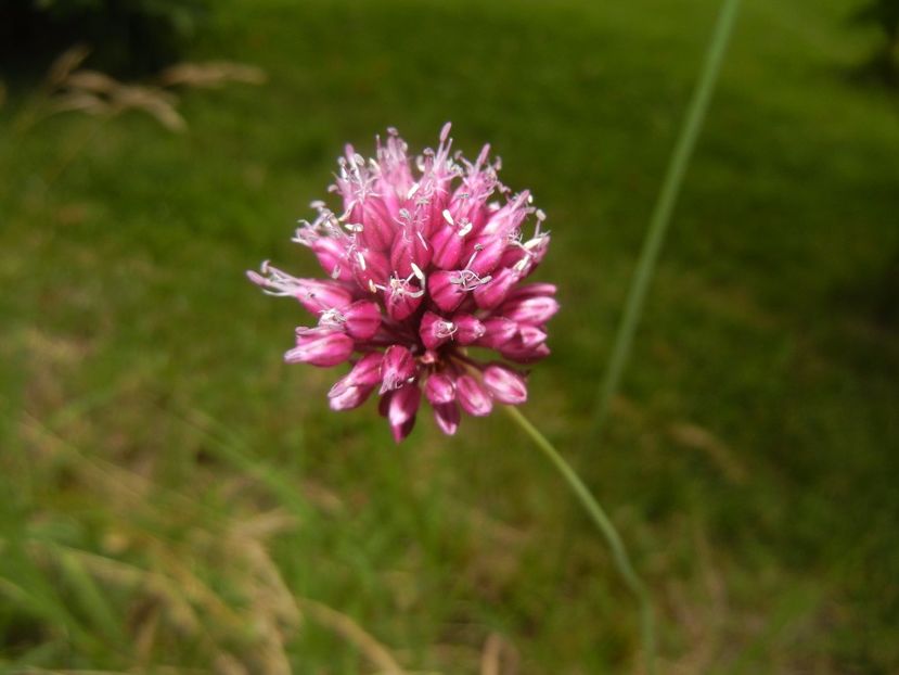 Allium sphaerocephalon (2017, June 28) - Allium sphaerocephalon