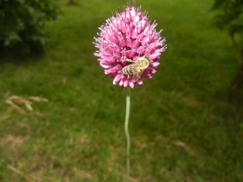 Allium sphaerocephalon (2017, June 28) - Allium sphaerocephalon