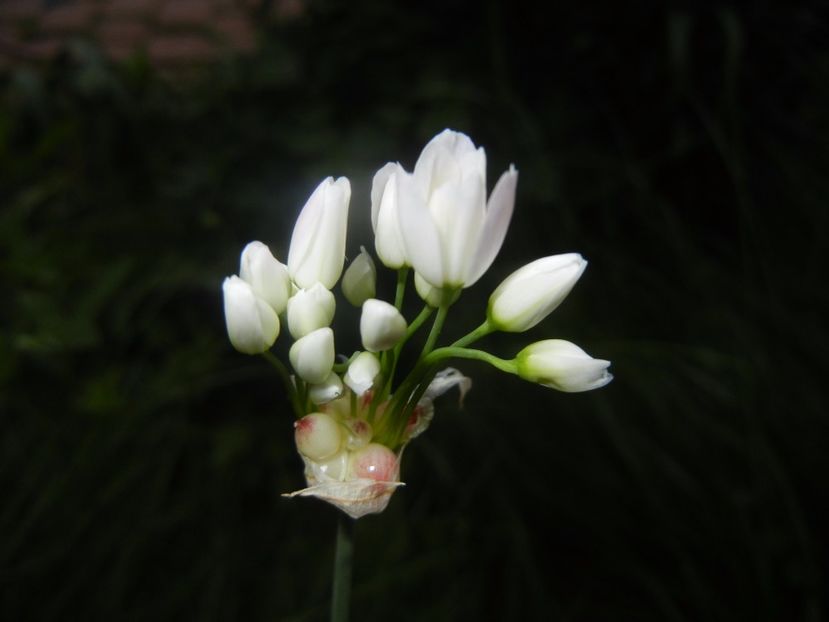 Allium roseum (2017, May 17) - Allium roseum