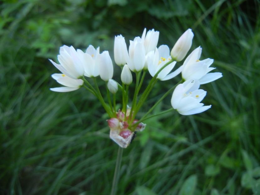 Allium roseum (2017, May 21) - Allium roseum