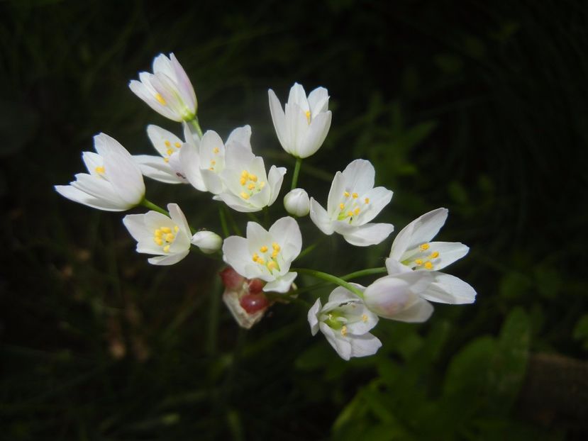 Allium roseum (2017, May 21) - Allium roseum
