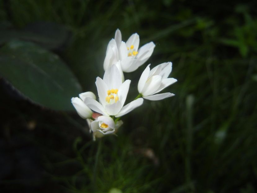 Allium roseum (2017, May 24) - Allium roseum