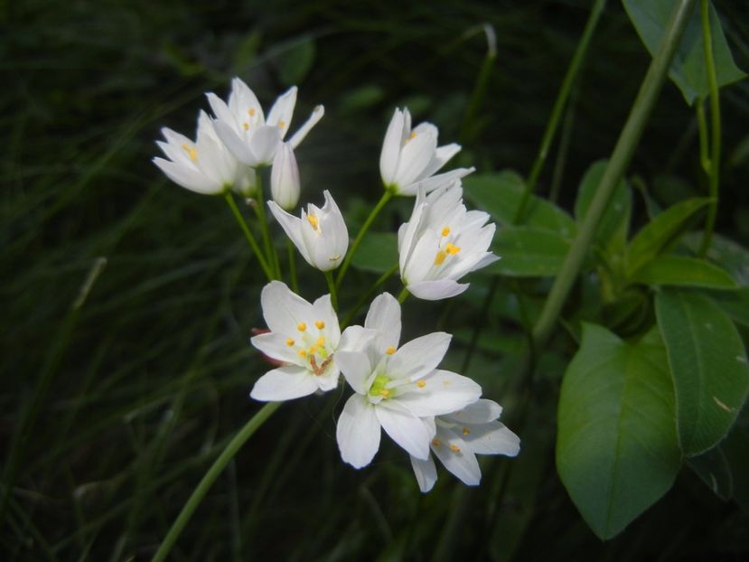 Allium roseum (2017, May 29) - Allium roseum