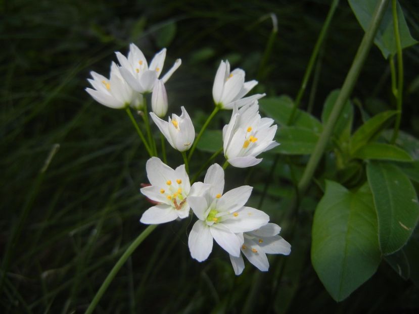 Allium roseum (2017, May 29) - Allium roseum