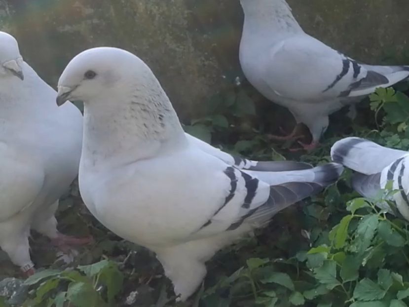 JRS9 ARCHIWUM - RO PL coop 3th generation