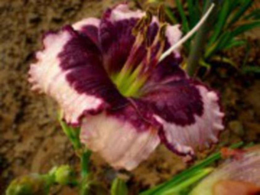 blackberry and cream - HEMEROCALLIS achizitionati in 2017 si 2018