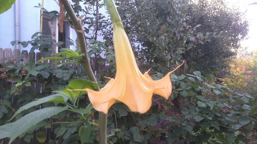 16 octombrie - Brugmansia 2017