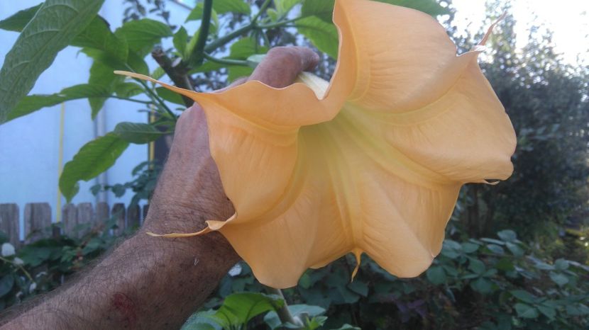 brug portocalie - Brugmansia 2017