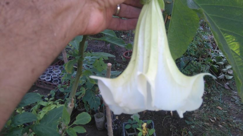  - Brugmansia 2017