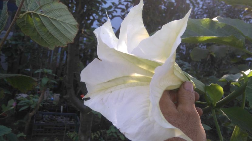 Citronela - Brugmansia 2017