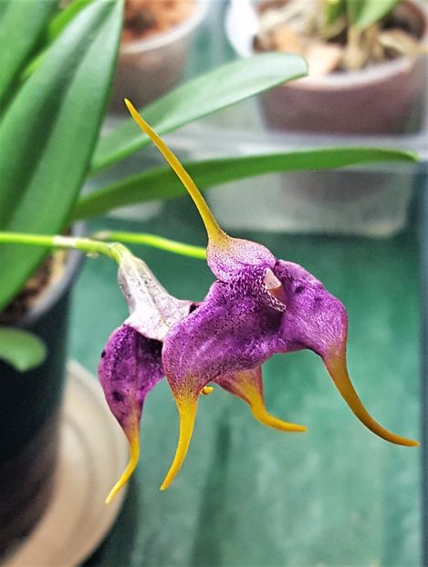  - Masdevallia