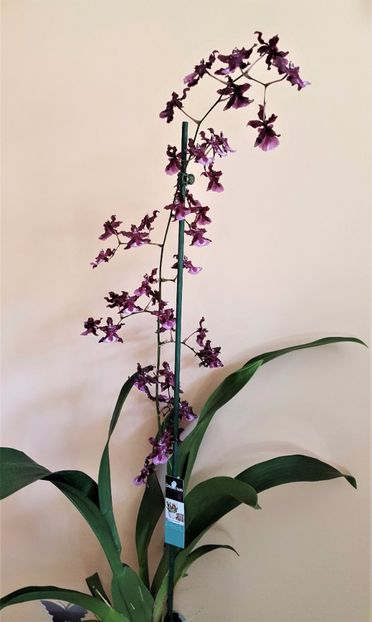 Sharry Baby - Oncidium