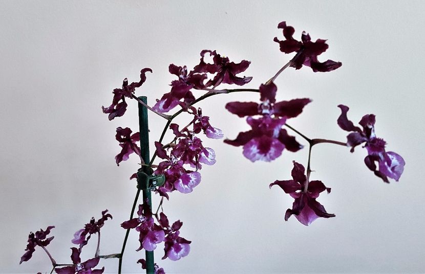  - Oncidium