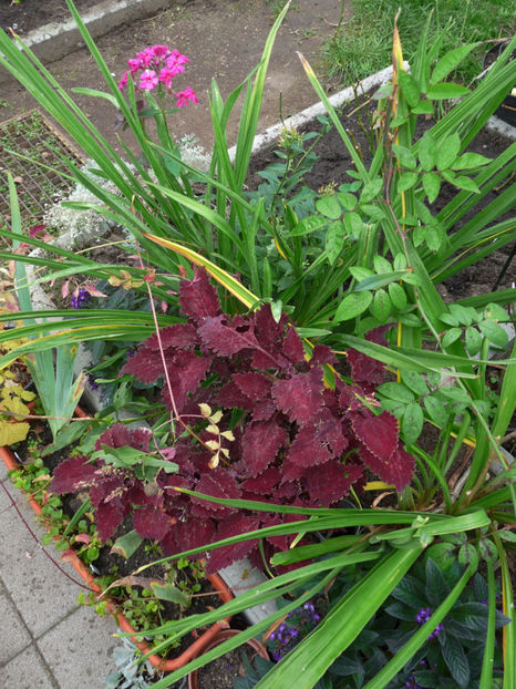  - 2017 - 03 - Toamna