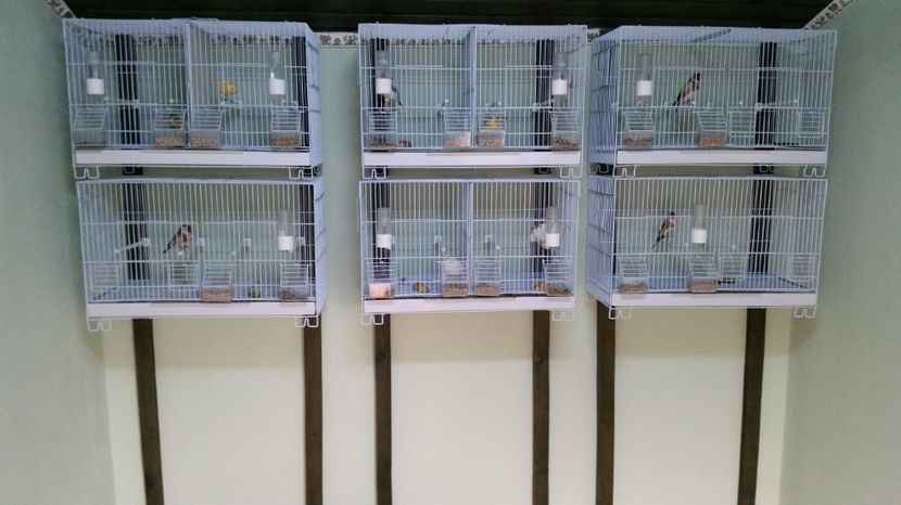  - Canari Timbrado Spaniol continu