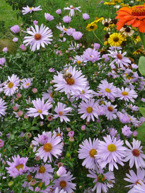  - 2017 - 03 - Toamna