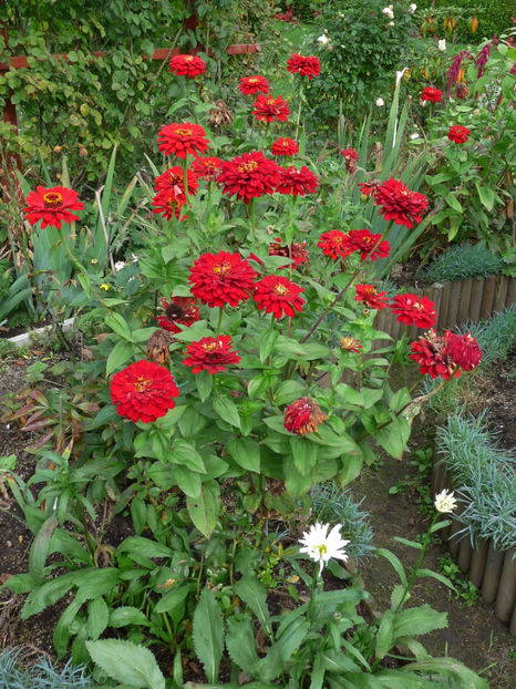  - 2017 - 03 - Toamna