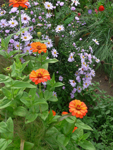  - 2017 - 03 - Toamna