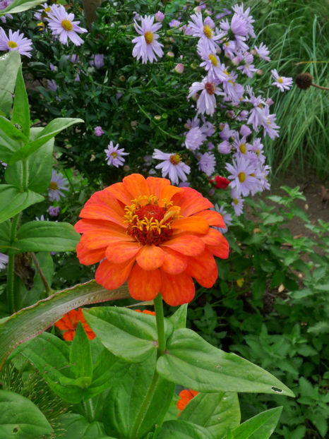  - 2017 - 03 - Toamna